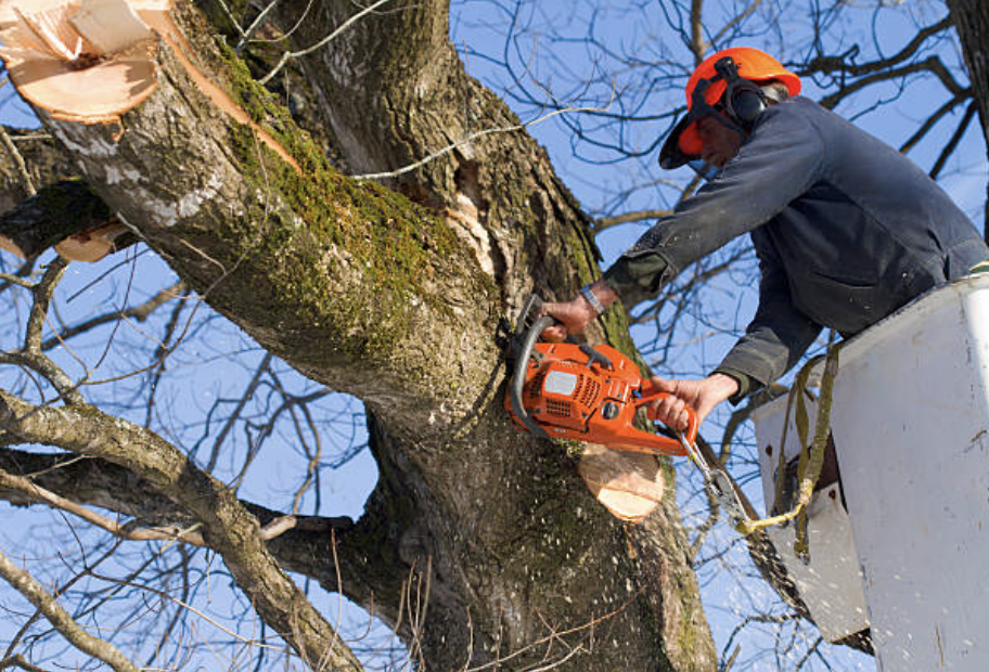 tree pruning in Nashville-Davidson (balance)