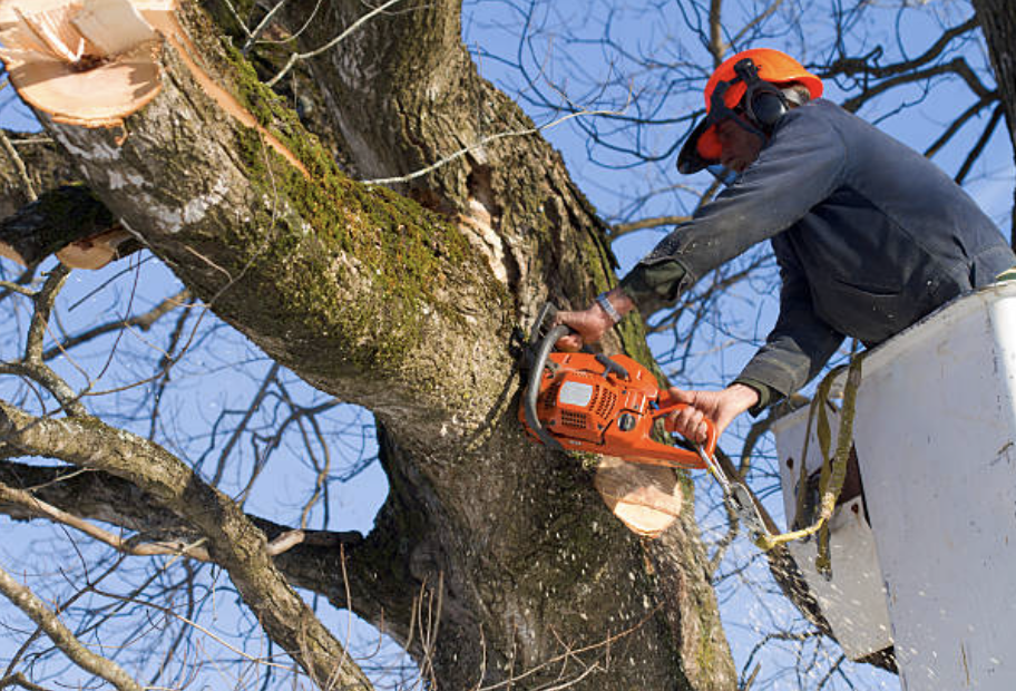 tree pruning in Knoxville